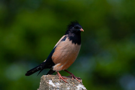 bird watching around on the stone, Rosy Starling, Pastor roseusの写真素材