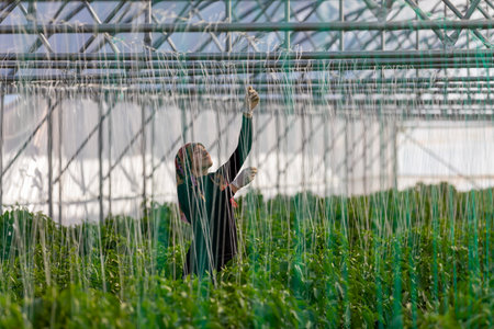 Erzincan, Turkey, August 2, 2022: growing pepper seedlings in greenhouseのeditorial素材