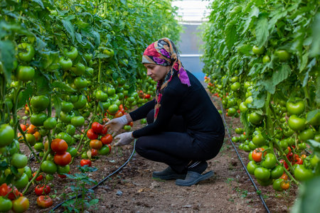 Erzincan, Turkey, August 2, 2022: a woman growing tomatoes in a greenhouseのeditorial素材