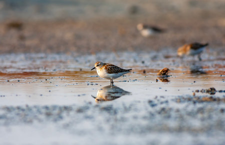 water bird looking for food in water, Little Stint, Calidris minutaの写真素材
