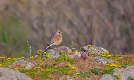 little bird watching around on the stone, Common Linnet, Linaria cannabinaの写真素材