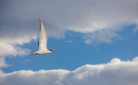 bird in the air, Common Tern, Sterna hirundoの写真素材