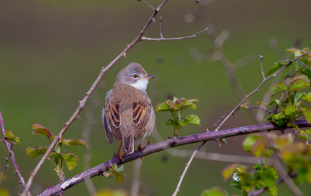bird looking around in woodland, Common Whitethroat, Sylvia communisの写真素材