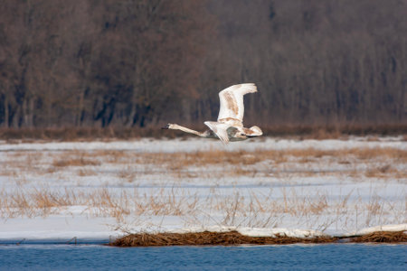 large waterfowl in its natural habitat, Mute Swan, Cygnus olorの写真素材