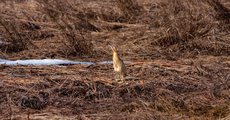 Squacco heron (Ardeola ralloides) in winterの写真素材