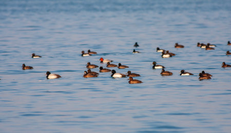 Common Pochard, Aythya fuligula, swimming in a lake.の写真素材