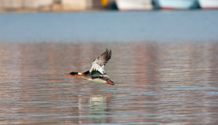 Merganser merganser, flying over the waterの写真素材