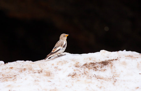 Fringilla montifringilla, small bird in the snowの写真素材
