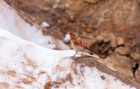Red-breasted bird on the snowの写真素材