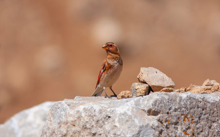 Red-crested Grosbeak (Grosbeak) perched on a rock