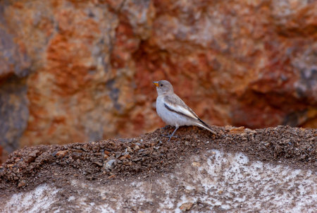 Pied flycatcher (Ficedula hypoleuca) perched on a rockの写真素材