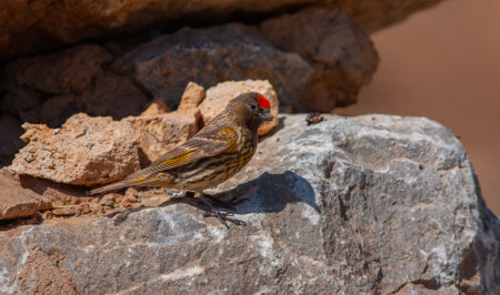 Red-crested bulbul on a rock in the wildの写真素材