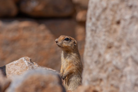 Curious Ground Squirrel (Spermophilus citellus)の写真素材