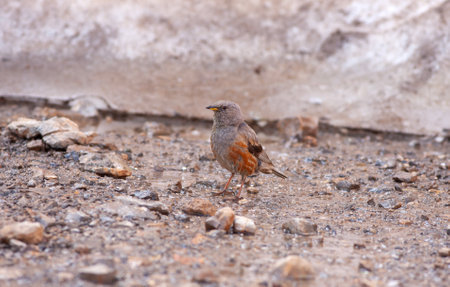 little bird watching on the ground, Alpine Accentor, Prunella collaris