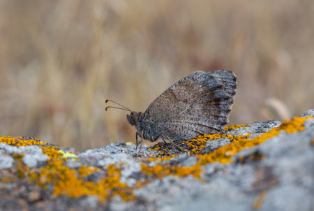 Butterfly on a rock with moss and lichen in the backgroundの写真素材