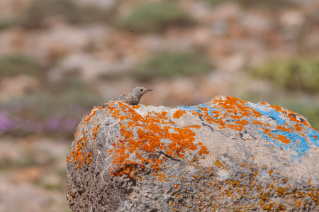 Little bird on the rock at the coast of the island of Creteの写真素材