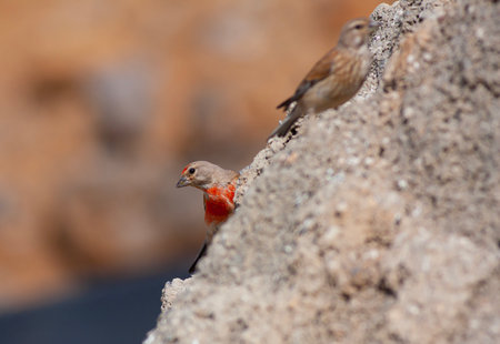 A red-throated creeper (Carduelis cannabina) perched on a rock
