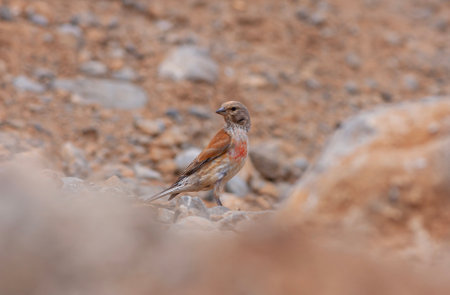 A common linnet (Carduelis cannabina) perched on a rock.