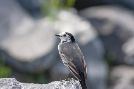 White Wagtail, Motacilla alba, single bird on rock, South Africaの写真素材