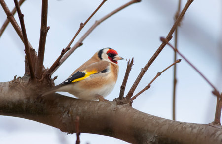 Goldfinch (Carduelis carduelis) on a branch