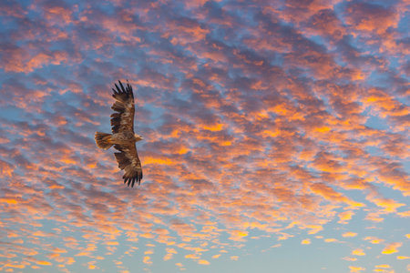 White tailed eagle (Haliaeetus albicilla) in flight at sunset.の写真素材