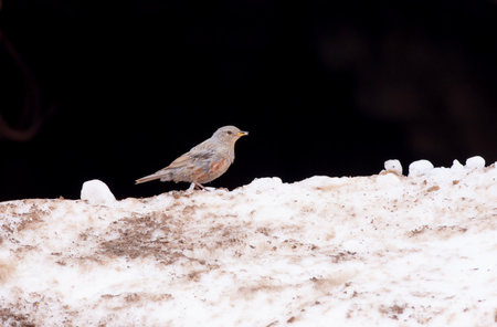 A female robin perched on the edge of a snow covered rock.
