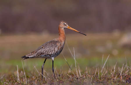 <p>bird watching on the grass, Black-tailed Godwit, Limosa limosa</p>