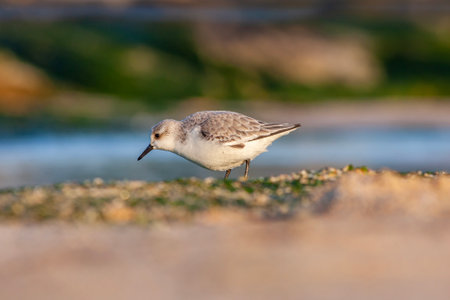 <p>small water bird looking for food in the seaweed, Sanderling, Calidris alba</p>