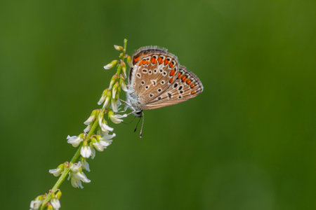 tiny blue butterfly trying to feed, Common Blue, Polyommatus icarus