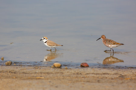 Pair of Sandpipers (Charadrius hiaticula)の写真素材