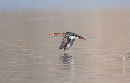 large water bird soaring in the air, Red-breasted Merganser, Mergus serratorの写真素材