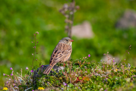 <p>bird looking around on grass, Ortolan Bunting, Emberiza hortulana</p>の写真素材