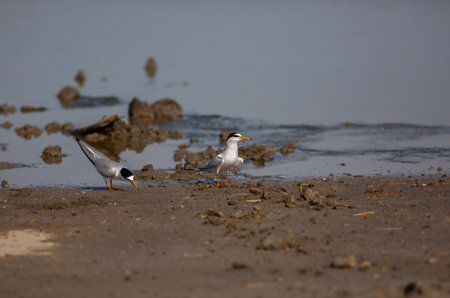 Two birds are walking on the sand at the beach
