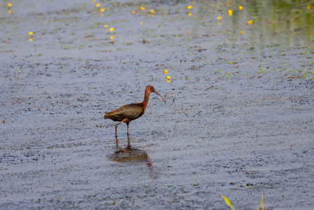 Glossy Ibis (Plegadis falcinellus) in the swampの写真素材