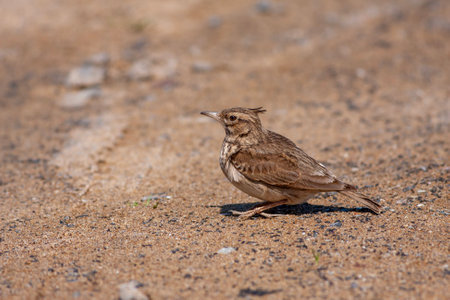 little bird watching on the ground, Crested Lark, cristataの写真素材