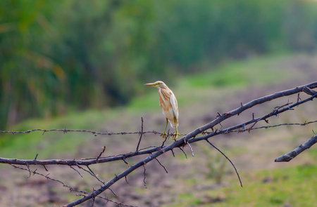 water bird in its natural environment, Squacco Heron, Ardeola ralloides