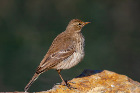 little bird watching on the ground, Water Pipit, Anthus spinolettaの写真素材