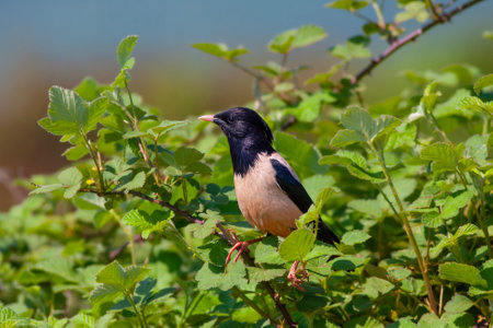 bird looking around in woodland, Rosy Starling, Pastor roseusの写真素材