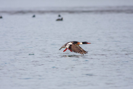 Common Merganser (Mergus merganser) in flight