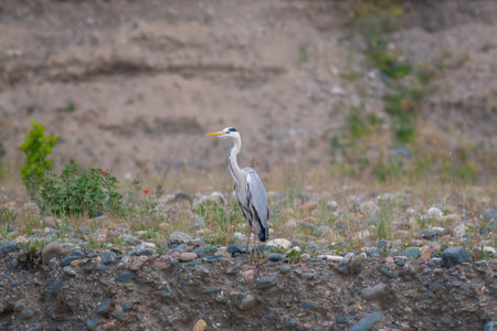 big gray water bird in the grass,Great Egret, Ardea albaの写真素材
