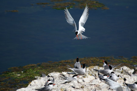 tern catching fish, Common Tern, Sterna hirundo