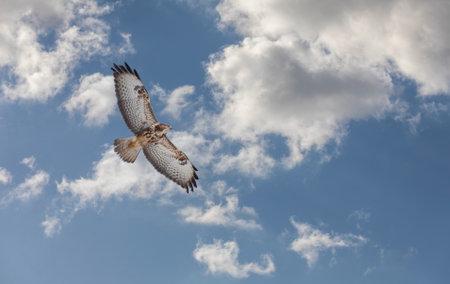 Hawk flying in the blue sky with white clouds. Bird of prey.の写真素材