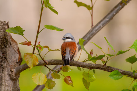 Red-backed Shrike (Lanius collurio) on a branchの写真素材
