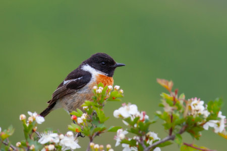 Saxicola rubicola, sitting on flowers, male, beautiful colorsの写真素材