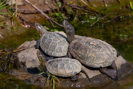 turtle standing in its natural habitatの写真素材
