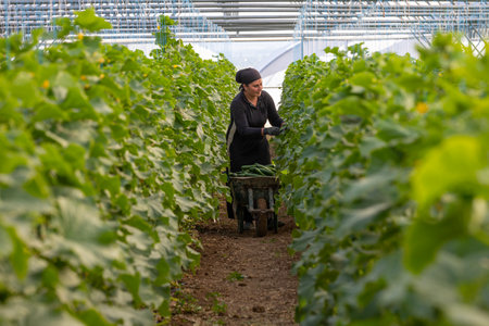 Erzincan, Turkey, August 2, 2022: a woman growing cucumber in a greenhouseのeditorial素材