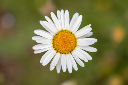 Close-up of common daisy, turkish name daisy