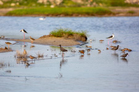 pied avocet and stilt bird in natural habitat, nature series