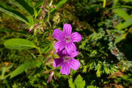 Geranium sylvaticum (Geranium sylvaticum)