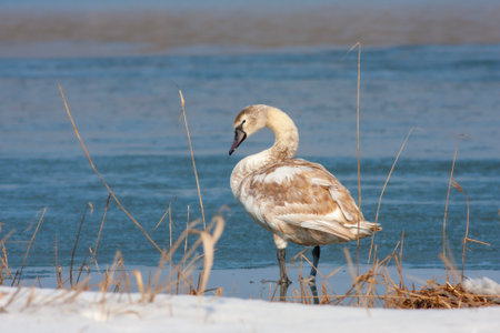swan on lake water in sunny day, swans on pond, nature seriesの写真素材